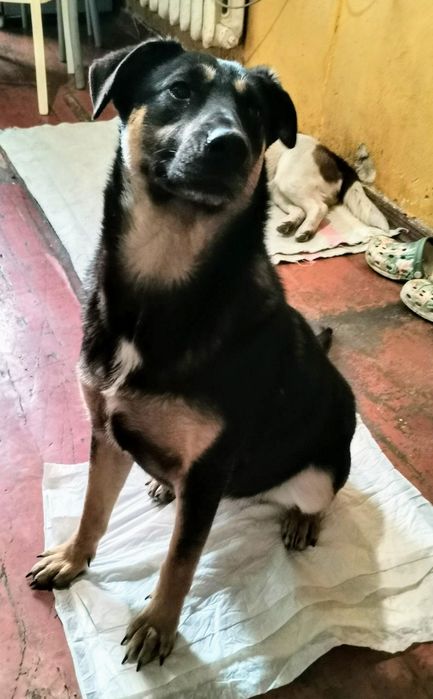 Щенок-дзвіночок в добрі руки