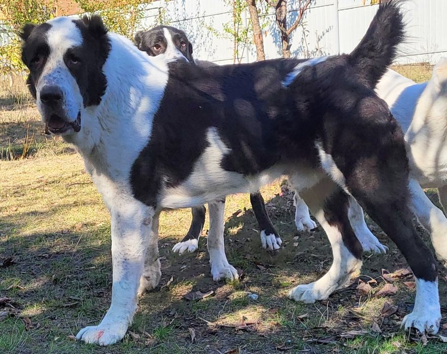 В'язка середньоазіатська вівчарка САВ (САО) алабай