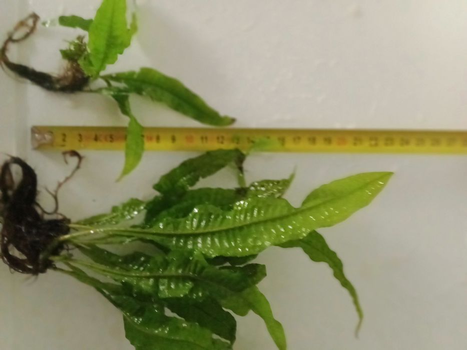 Microsorium roślina akwariowa