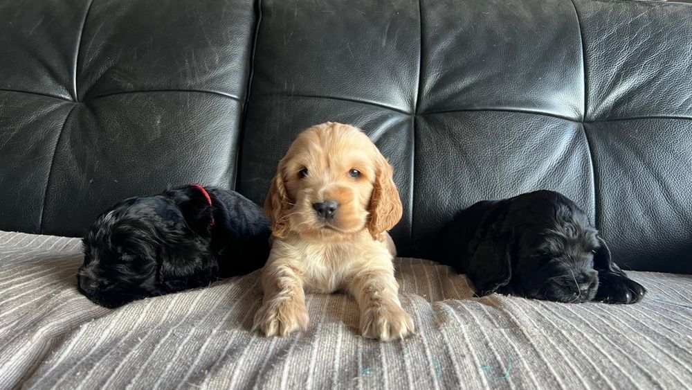 Cocker spaniel inglês
