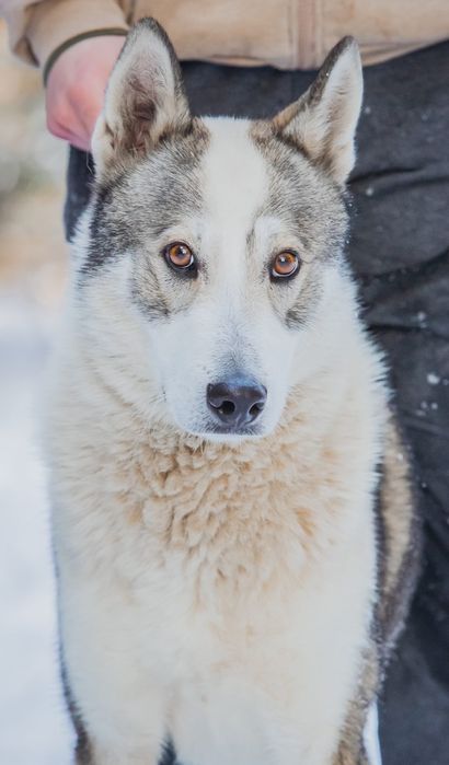 Aki - pies dla aktywnych