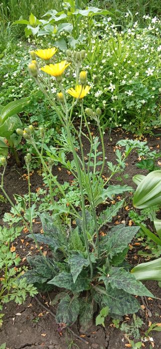 Продам вуличні багаторічні