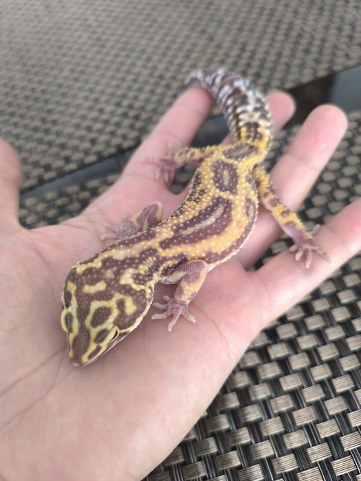 Eublefar Lamparci