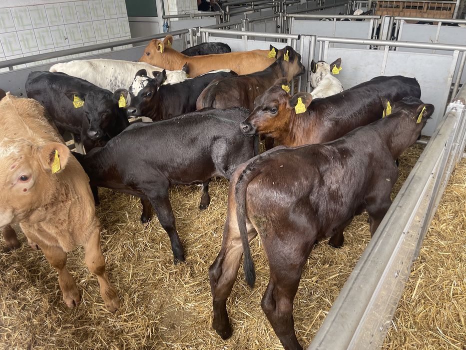 Cielaki odsadki byczki jałóweczki