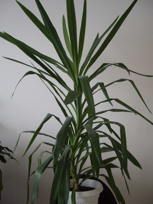 juka kwiat doniczkowy