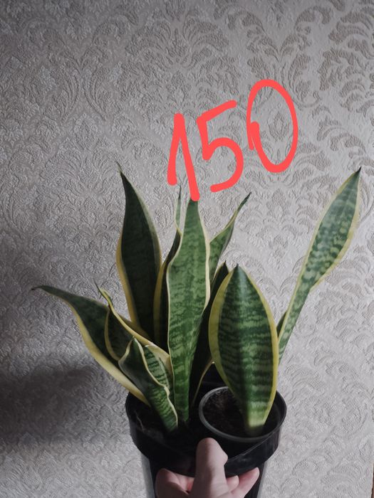 Сансивієрія по 150 грн