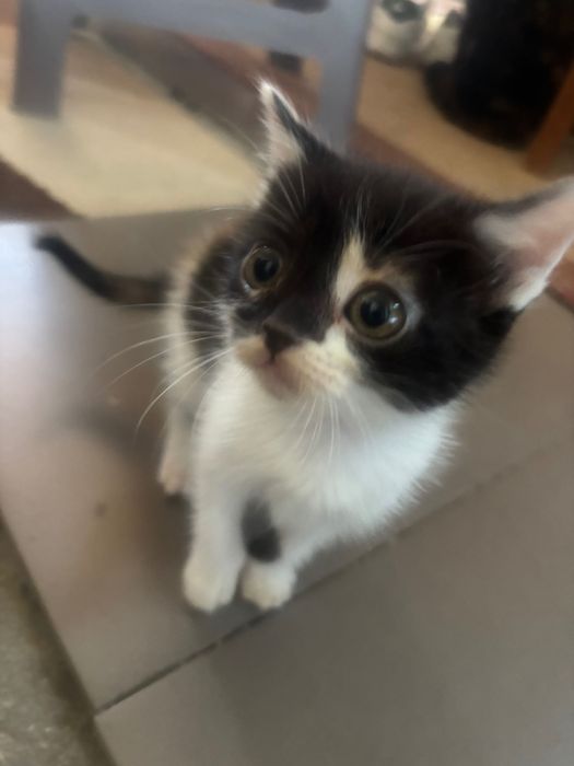Dou gatos bebés com 2 meses