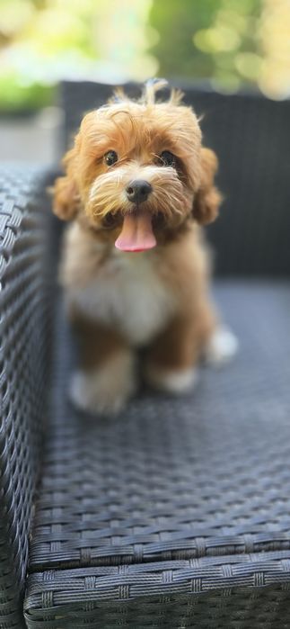 Cavapoo/ piękna dziewczynka