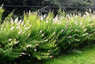 насіння морозника,спірея