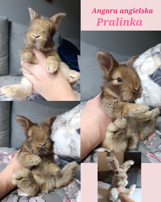 Angorki angielskie angora królik hodowla york yorczek