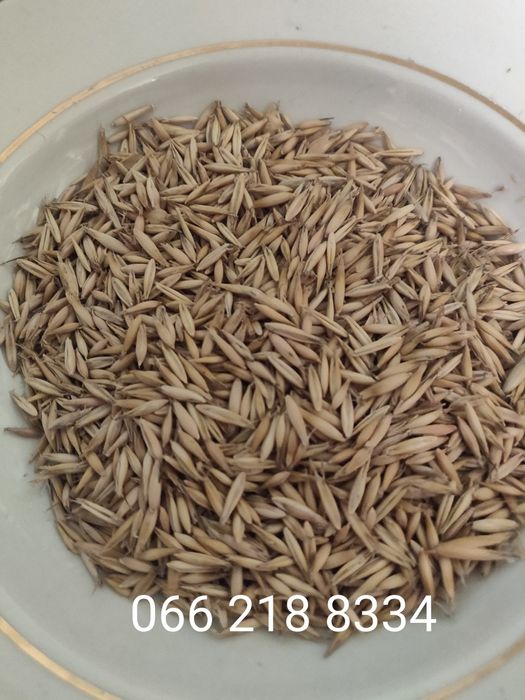 Овёс без химии собранный в ручную. Самое то для здорового образа жизни