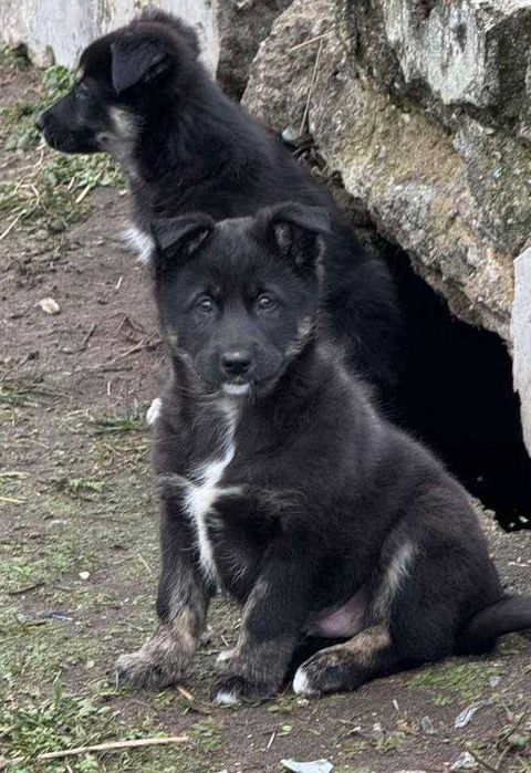 Цуценята в добрі руки