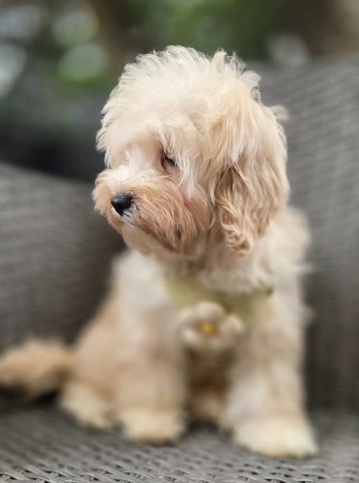 Maltipoo / chłopczyk