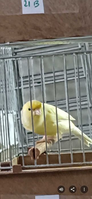 Canários Roller Harz