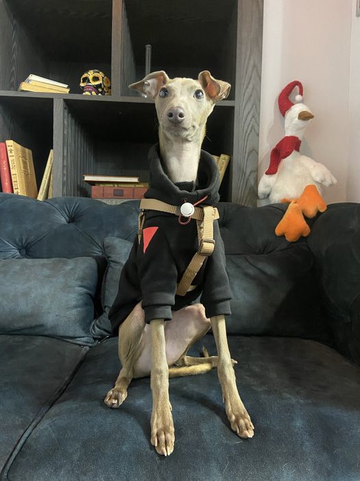 Вязка Левреткi (італійського грейхаунда)