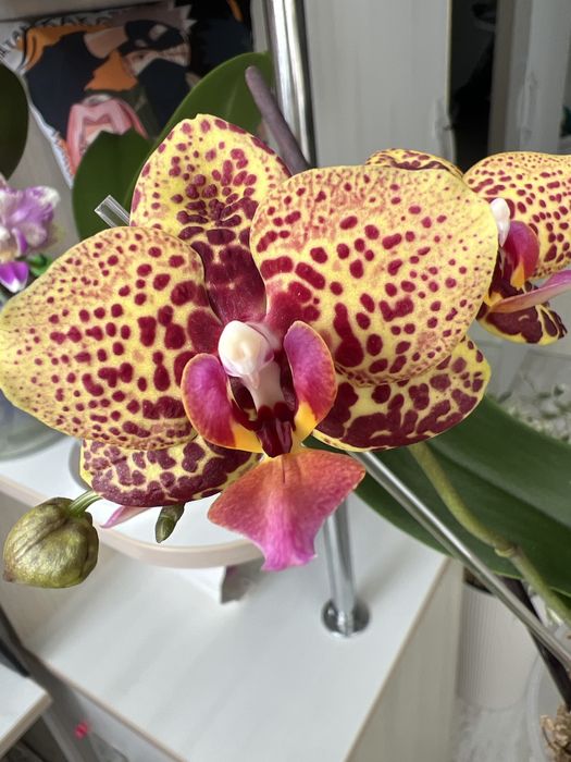 Продам орхідею Lucky Leopard