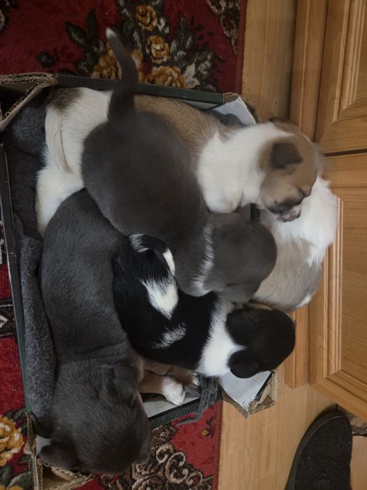 Szczeniaki suczki pieski