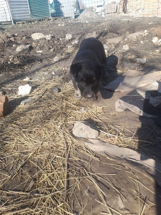 Безкоштовно цуценята