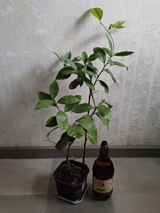 ЛИМОН кімнатний Павлівський плодоносящий ГРАНАТ кімнатний з плодами