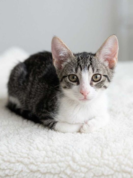 Setúbal e arredores / Margem Sul — ROBIN, gatinho para adoção