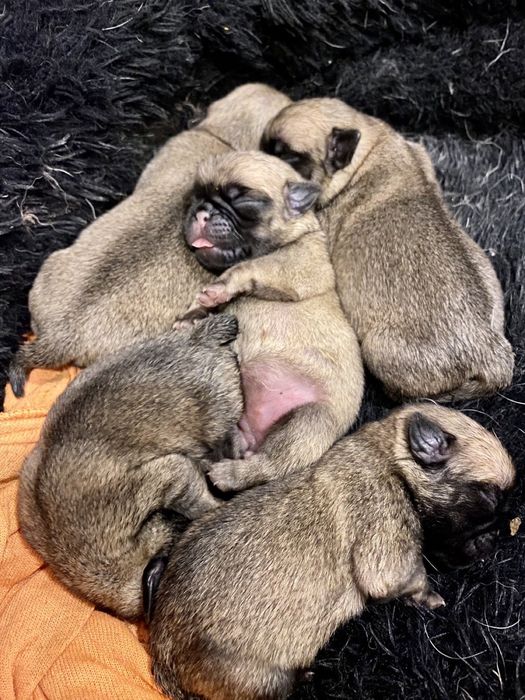 Шукаємо дівчинку для мопса