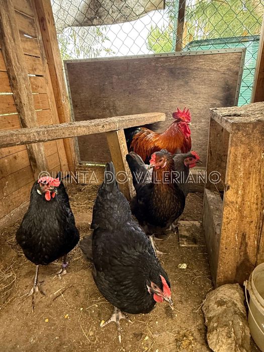 Ovos férteis e pintos de raça