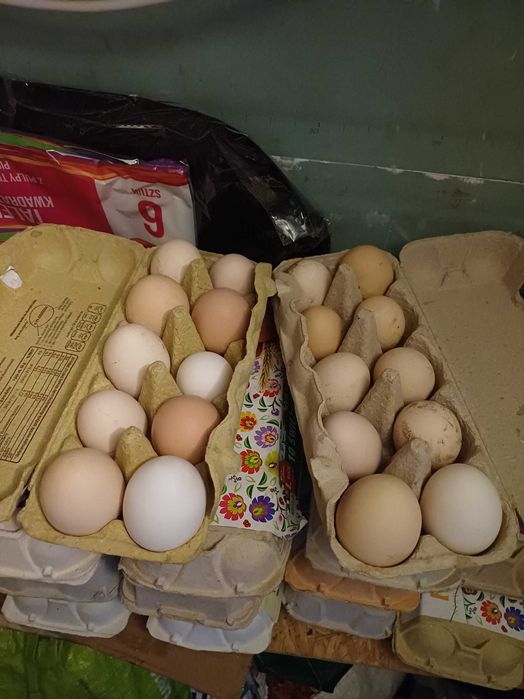 Jajka wiejskie świeże
