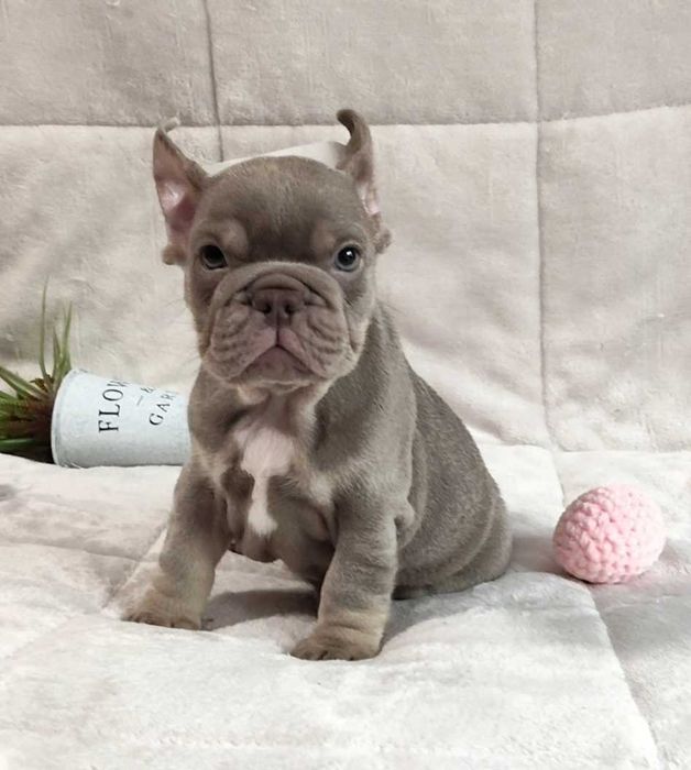 Bulldogue francês окрас Merle