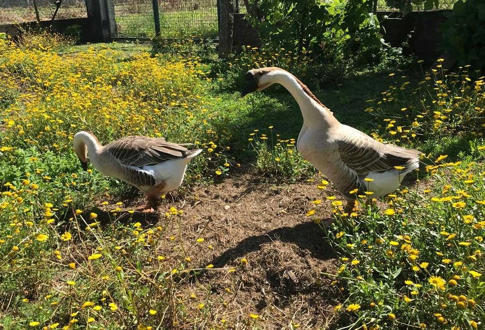 Ovos de Ganso Sinaleiro Guiné