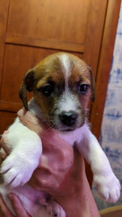 Джек Рассел терьер вязка (Брокен)