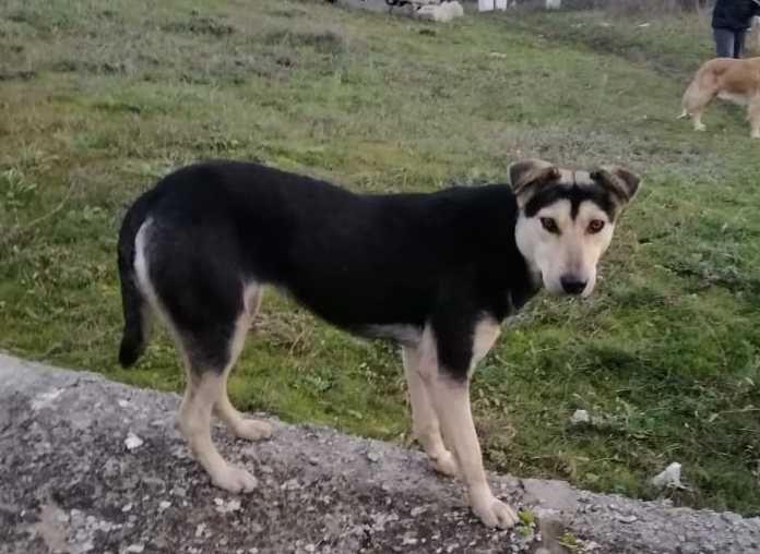 Метис хаскі, молода стерилізована собака