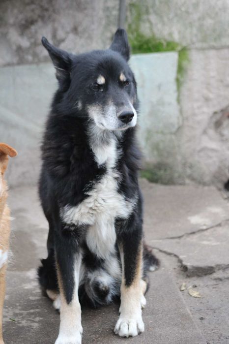 Anusko, amoroso (Cão para adoção)