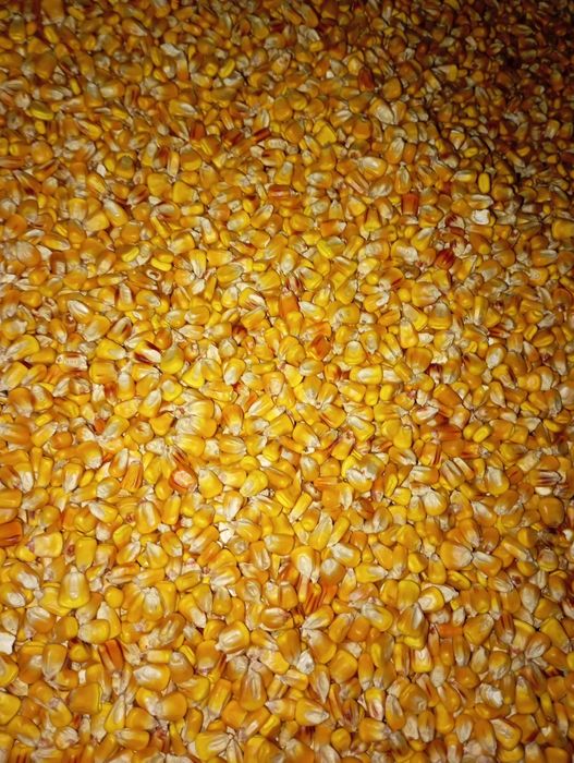 Продам кукурудзу 5-100т. Ф2