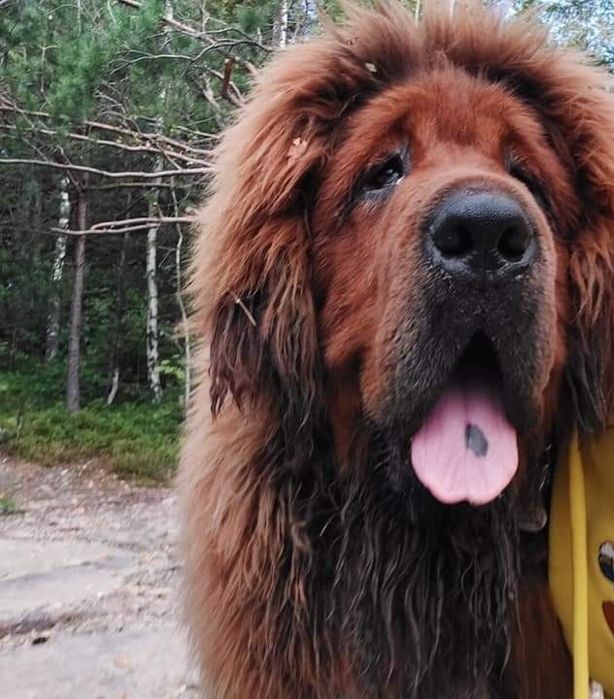 Тибетський мастиф  Чистокровний китаєць!!