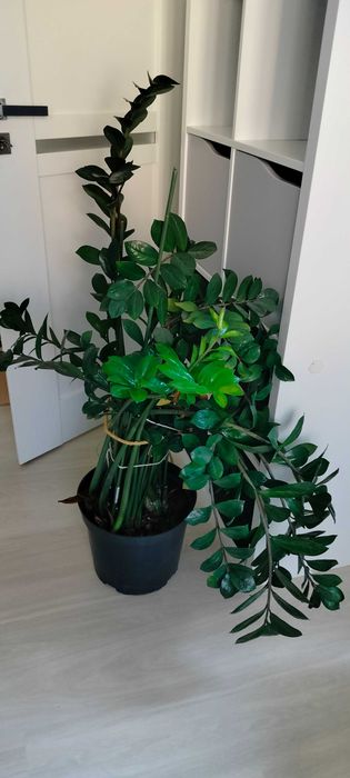 Duży kwiatek zamioculkas 120cm