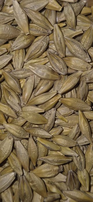 Jęczmień jary 2 rok po centrali, na paszę, dla kur, gołębi