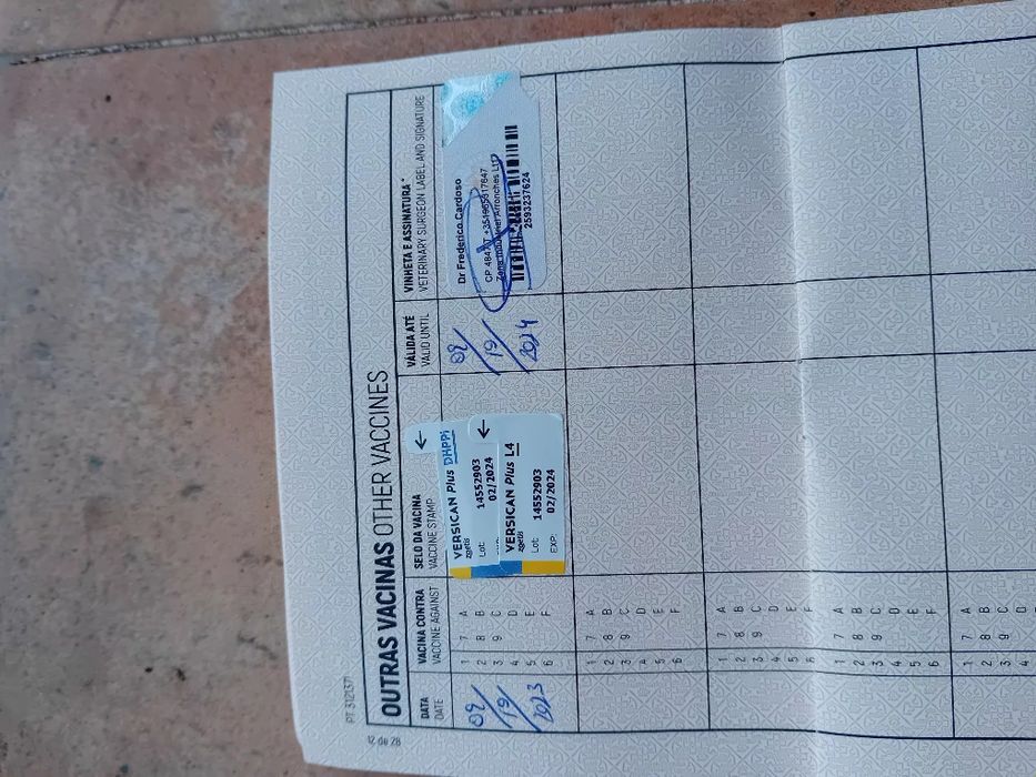 Ofereço cadelela Fila São Miguel...chip e vacinas em dia..
