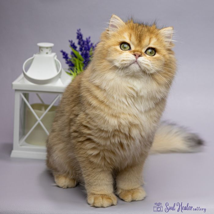 Британське кошеня