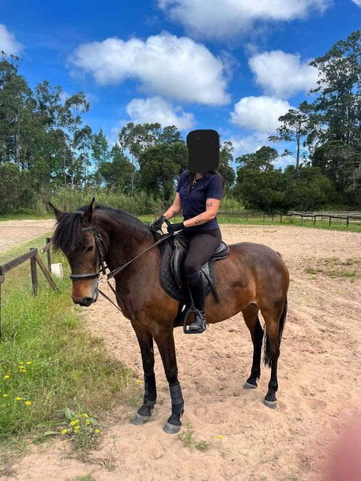 Égua cruzada Lusitano