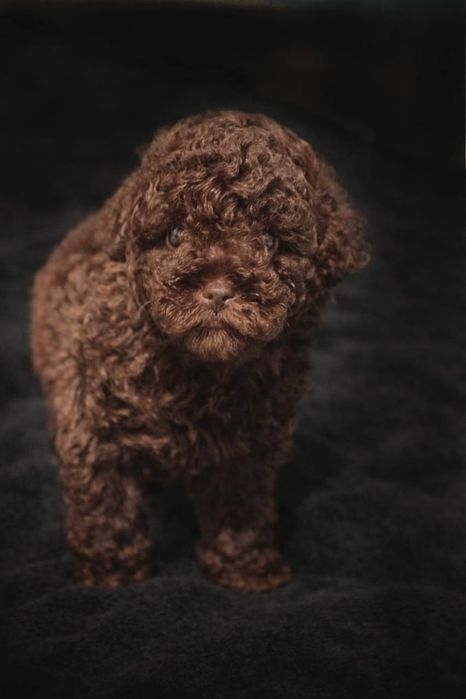 Шоколадний хлопчик міні Мальтіпу