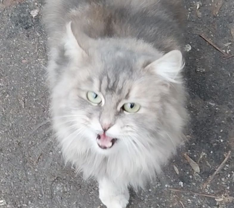 Шукаємо старих або нових господарів