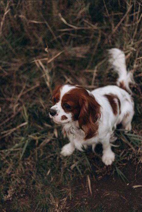 Вязка кавалер кинг Чарльз спаниель