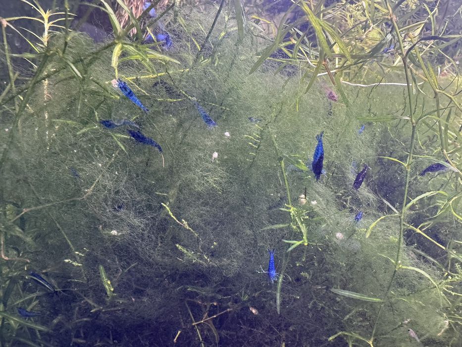 Neocaridinas - Azuis, Amarelos, Vermelhos, Rili