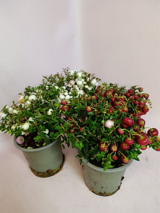 Гаультерія,азалія,шефлера,кипарис,дендр,каланхоє,спатифілум,ялинка