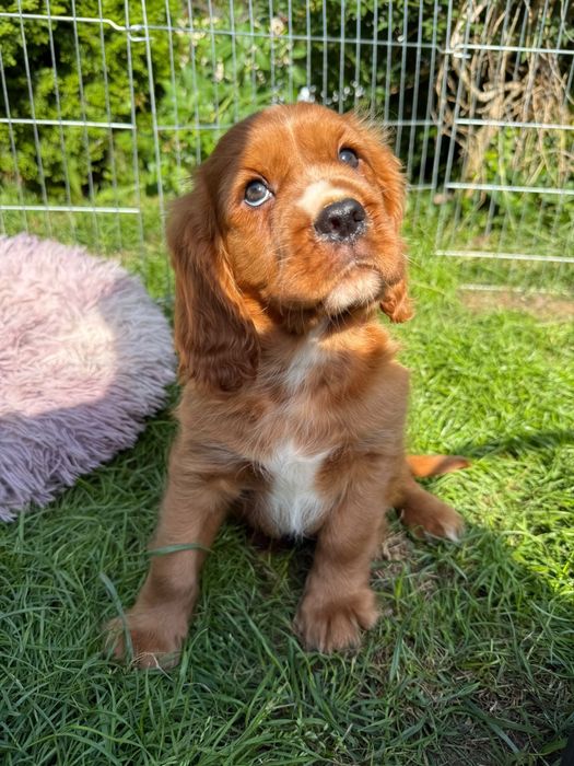 Cavalier King Charles Spaniel piesek