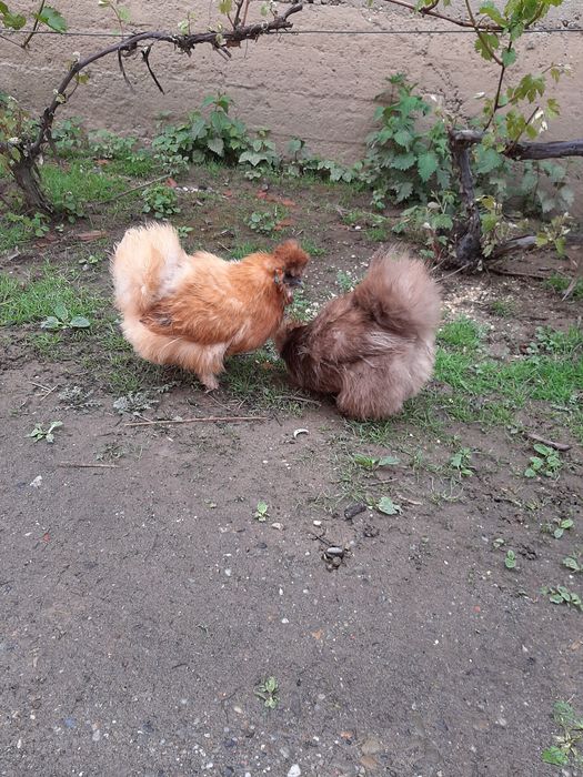 Китайських шовкових курей