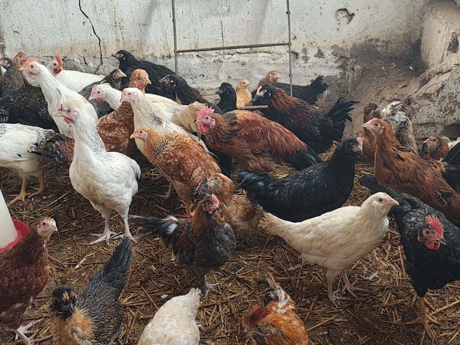 Koguty różnych ras mix