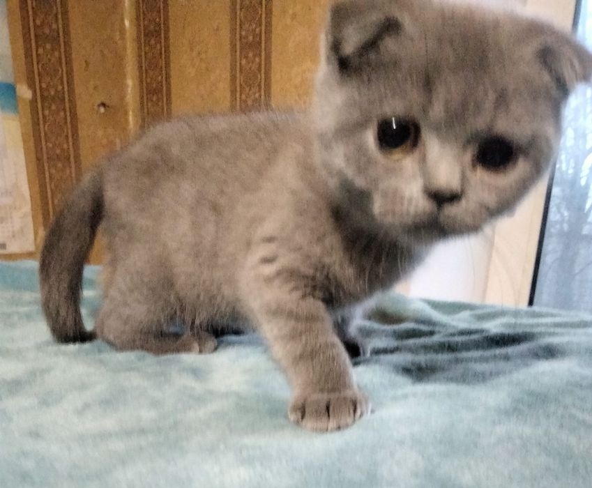 Мальчик шотландский скоттиш фолд