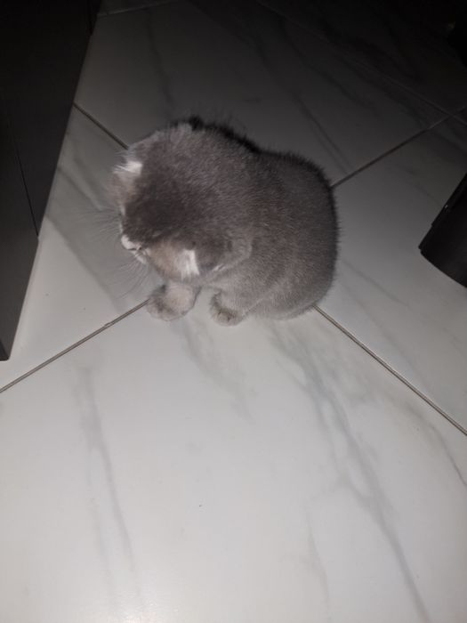 Кошенята шотландські висловухі