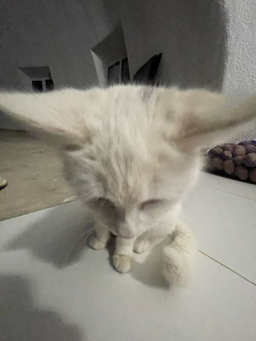 Отдаю кошку в добрые руки